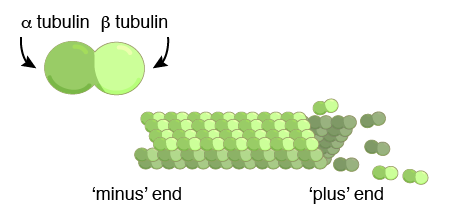 microtubules drawing