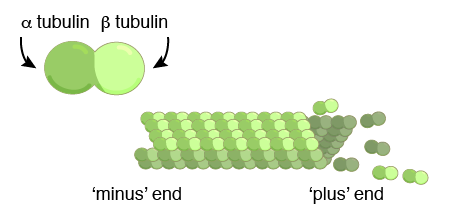 microtubule diagram