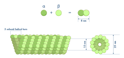 microtubules drawing