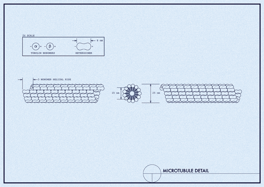 microtubule diagram